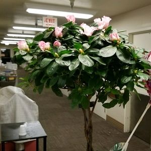 Meet your Posher, Debra